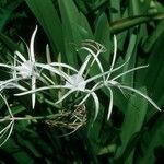 Hymenocallis latifolia 花