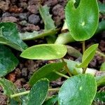 Pilea peperomioides Folha