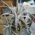 Dyckia encholirioides Hoja