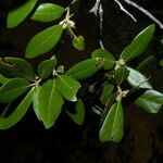 Quercus oleoides Habit