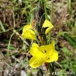 Oenothera stricta Flor