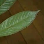 Guatteria punctata 葉
