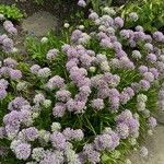 Allium angulosum Цвят