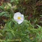 Cistus inflatus ശീലം