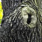 Quercus robur Ekosanga