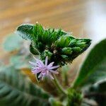 Elephantopus scaber Flower