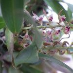 Bulbophyllum resupinatum Kwiat