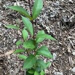 Ligustrum ovalifoliumLeaf