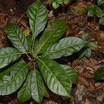 Macaranga vieillardii Leaf