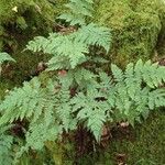 Dryopteris aemula Folio