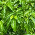 Tabernaemontana laurifolia Yaprak