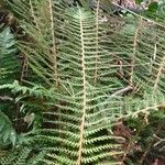 Polystichum setiferum Φύλλο