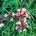 Lonicera caprifolium Цветок