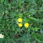 Crepis capillarisFlor