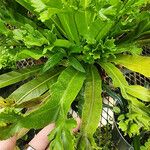 Asplenium nidusLevél