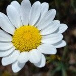 Leucanthemum graminifolium Flor