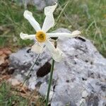 Narcissus poeticus Flors