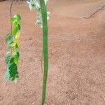 Moringa oleifera फल