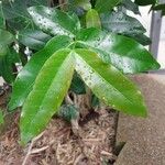 Melodinus cochinchinensis Leaf