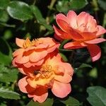 Rosa foetida Alkat (teljes növény)