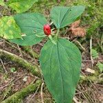 Trillium undulatum برگ