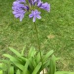 Agapanthus africanusŽiedas