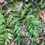 Dryopteris fragrans Листок