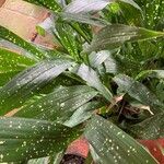 Aspidistra lurida List