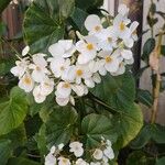Begonia minor Blomst