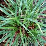 Carex pendula Feuille