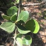 Strychnos madagascariensis Foglia