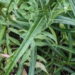 Campanula persicifolia 葉