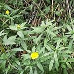 Ludwigia grandiflora ফুল