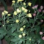 Chrysanthemum indicumList