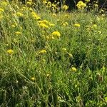 Crepis setosa Агульны выгляд