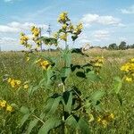 Lysimachia vulgarisFlower