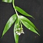Epidendrum resectum Otro