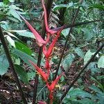Heliconia trichocarpa Corteza