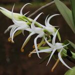 Cyrtorchis hamata Flower