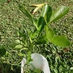 Citrus reticulata Folha