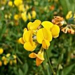 Lotus corniculatus Flor