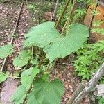 Lagenaria siceraria Blatt