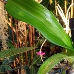 Rhynchostylis gigantea Leaf