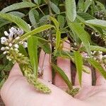 Buddleja asiatica Leht