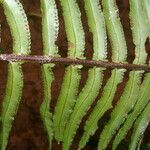 Nephrolepis brownii Blatt