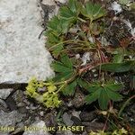 Alchemilla fissa Hàbitat