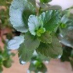 Kalanchoe crenata叶