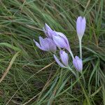 Colchicum autumnaleFlower