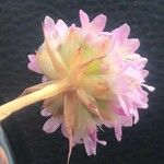 Armeria arenaria Flower