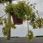 Rhipsalis cereuscula Pokrój